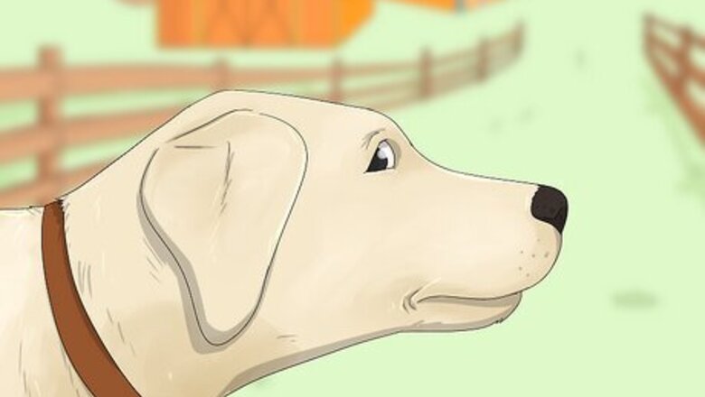Understanding Whale Eye in Dogs: What It Means & What To Do