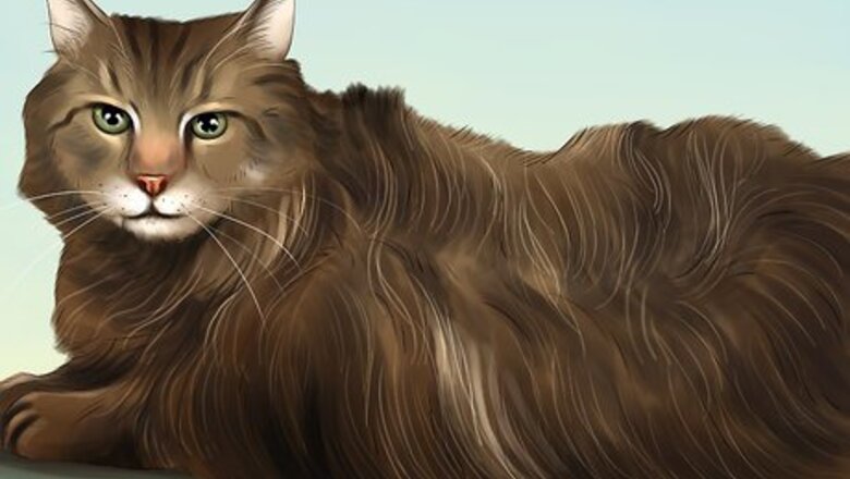 How to Diagnose and Treat Seborrhea in Cats