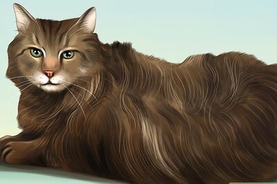 How to Diagnose and Treat Seborrhea in Cats