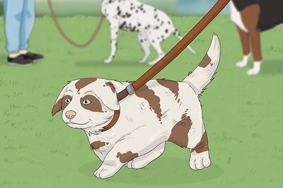 How to Train an Australian Shepherd