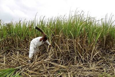 As India's sugarcane crop wilts, risks grow for the global sugar market