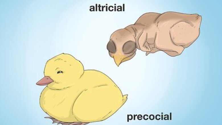 How to Feed a Baby Bird