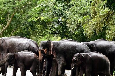 Rs 8 Crore Sanctioned for New Elephant Camp in Coimbatore Forest Region