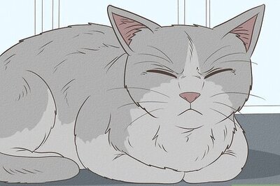 How to Prepare Your Cat for Surgery