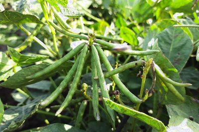 Moong to the Rescue: Why Punjab Farmers are Looking beyond Rice, Wheat This Season