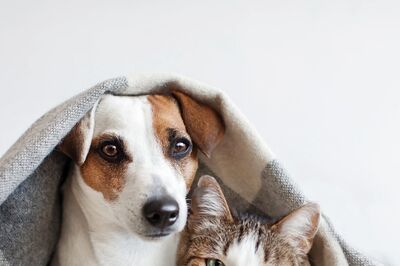 Ayurvedic Tips for Your Pets that Must be Followed this Summer