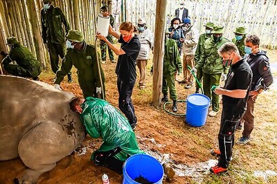 More eggs harvested from last 2 northern white rhinos