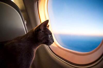 Rise in Onboard Animal-Related Incidents Prompt Delta to Tighten Regulations