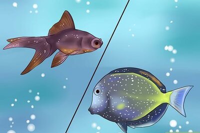 How to Treat Tropical Fish with White Spot Disease (Ich)