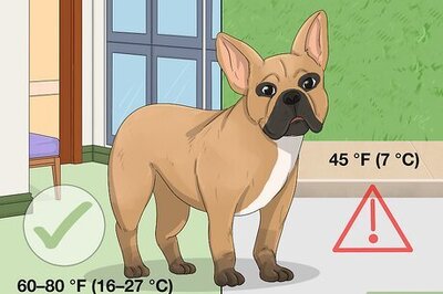 How Cold Is Too Cold for a Dog to Go Outside? Safety Tips