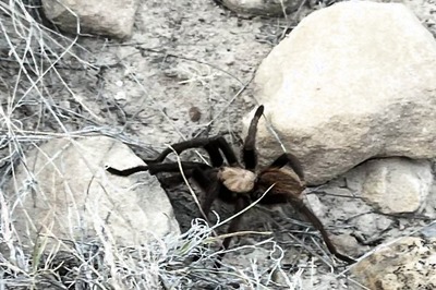 In This US Town, Spider Lovers Gather To See Male Tarantulas Searching For Mates