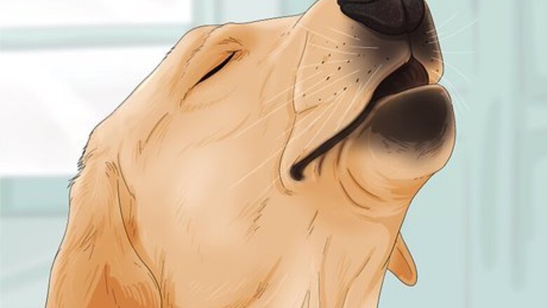 How to Tell if Your Dog Is in Pain