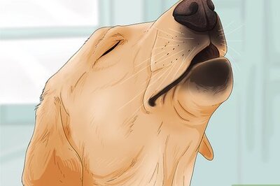 How to Tell if Your Dog Is in Pain