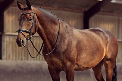 'He's Not Dead, Just Lazy': Owner's Facebook Post On His Pet Horse Goes Viral