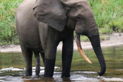 World Wildlife Day 2022: Five Critically Endangered Species Threatened by Human Activity