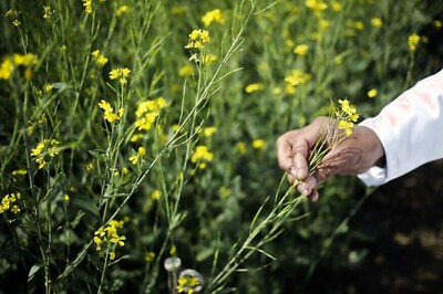 GM-Processed Foods Being Widely Sold in India Illegally: CSE