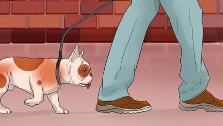 How to Prevent Canine Leptospirosis