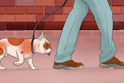 How to Prevent Canine Leptospirosis