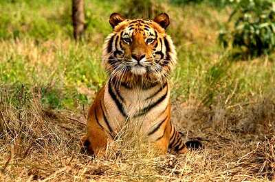 Madhya Pradesh Roars Loudest, Reclaims Country’s ‘Tiger State’ Title with 526 Big Cats in its Forests