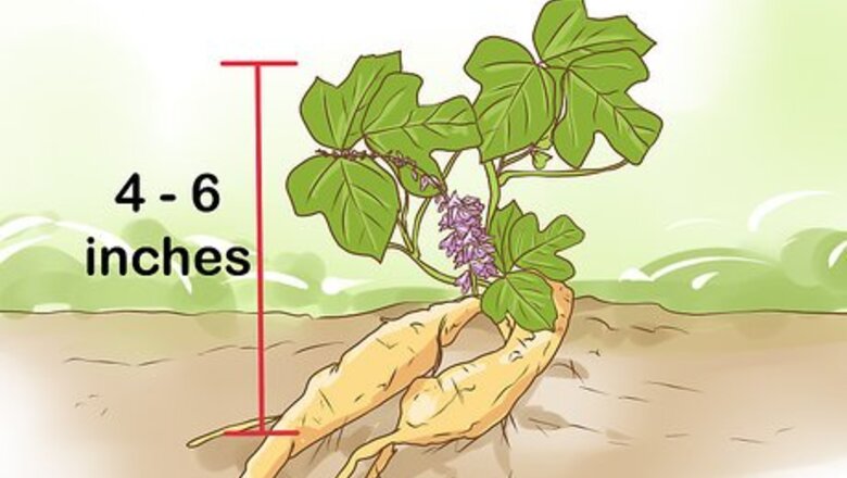 How to Harvest Kudzu