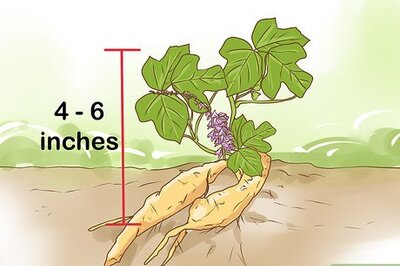 How to Harvest Kudzu