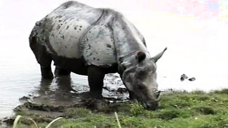 Another Rhino Found Dead In Flooded Kaziranga