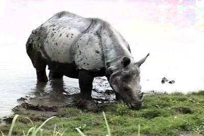 Another Rhino Found Dead In Flooded Kaziranga