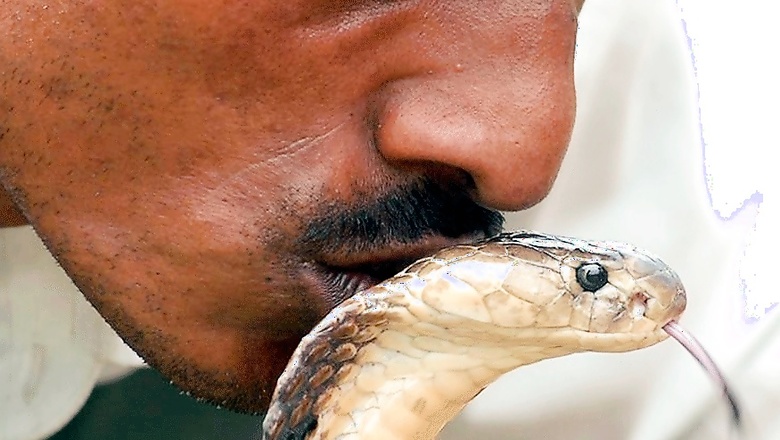 Selfie Mania: Navi Mumbai Youth Dies While Attempting to Kiss Cobra
