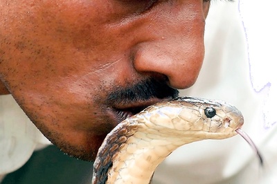Selfie Mania: Navi Mumbai Youth Dies While Attempting to Kiss Cobra