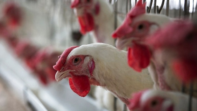 Bird Flu Outbreak Confirmed in 10 States So Far Including Delhi, Uttarakhand & Maharashtra: Govt