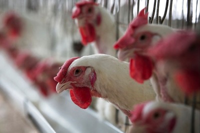 Bird Flu Outbreak Confirmed in 10 States So Far Including Delhi, Uttarakhand & Maharashtra: Govt