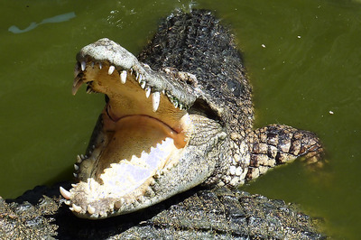 In Fifth Fatal Attack, Indonesian Woman Killed by Crocodile, Another Missing