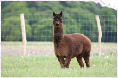 Promising New Antibodies from Llamas, Alpacas Could Help in Fight Against Covid-19