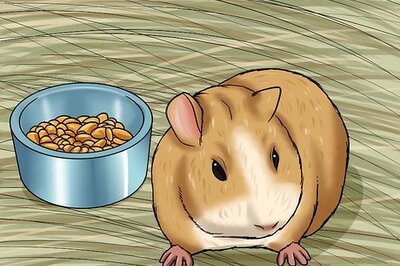 How to Care for a Dying Guinea Pig