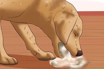 How to Diagnose Hookworms in Dogs