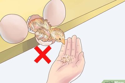 How to Feed Chickens
