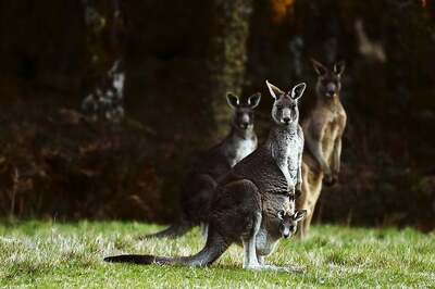 Population Control: Over 1900 Kangaroos to be Culled in Australia