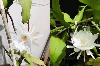 This Rare Flower Grown In Himalayan Region Is Considered An Avatar Of Lord Brahma