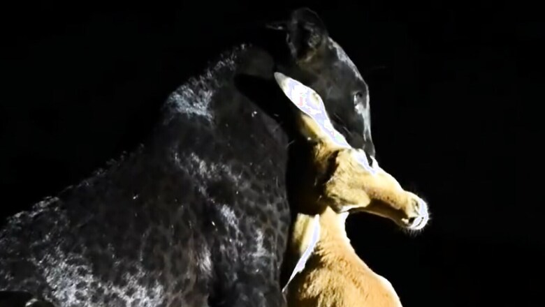 Full Glare of Spotlight on Black Leopard Hunting a Deer Leaves Netizens Fuming