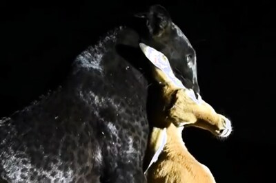 Full Glare of Spotlight on Black Leopard Hunting a Deer Leaves Netizens Fuming