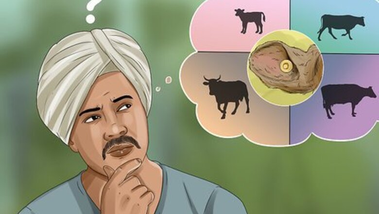 How to Tag Cattle