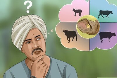 How to Tag Cattle