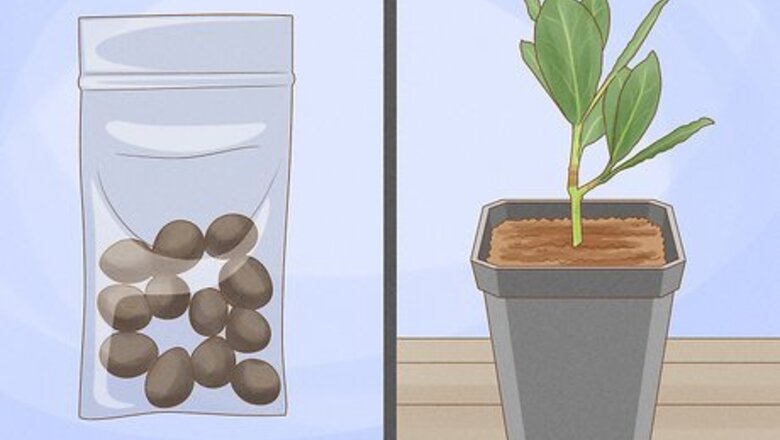 How to Grow a Bay Tree