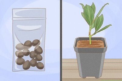 How to Grow a Bay Tree