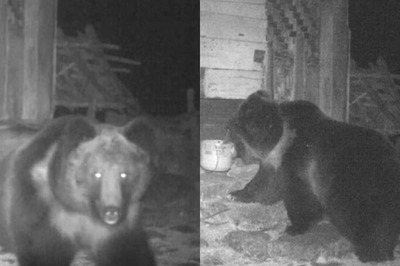 India's First-ever Tibetan Brown Bear Spotted in North Sikkim, IFS Officer Shares Viral Pic