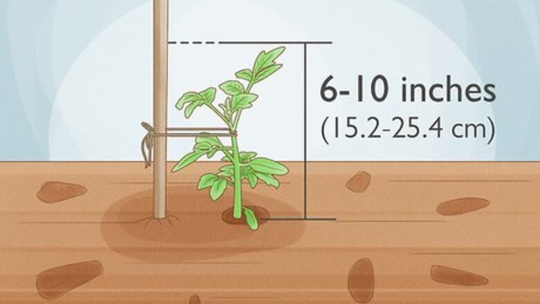How to Tie up Tomatoes