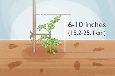 How to Tie up Tomatoes