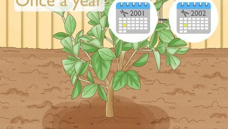 How to Prune Citrus Trees