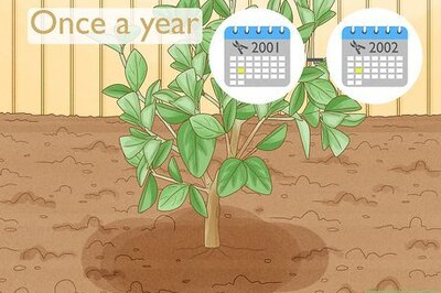 How to Prune Citrus Trees