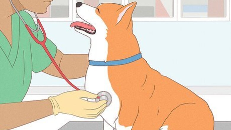 How to Perform Pre‐Breeding Health Checks for Dogs